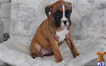 boxer puppy posted by bennymike694