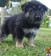 German Shepherd