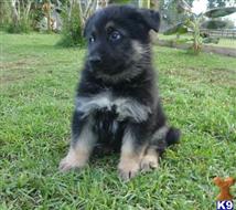 German Shepherd