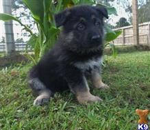 german shepherd puppy posted by bennymike694