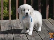 golden retriever puppy posted by bennymike694