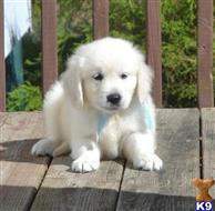 golden retriever puppy posted by bennymike694