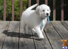 golden retriever puppy posted by bennymike694
