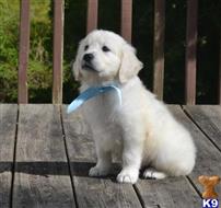 golden retriever puppy posted by bennymike694