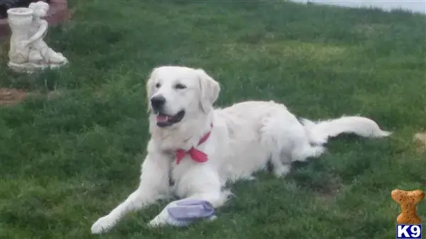 Golden Retriever stud dog: a white golden retriever dog lying in the grass