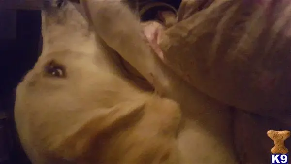 Golden Retriever stud dog: a close-up of a golden retriever dog