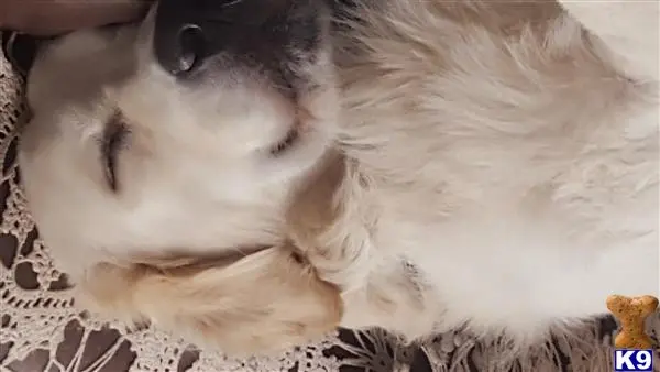 Golden Retriever stud dog: a golden retriever dog lying on its back