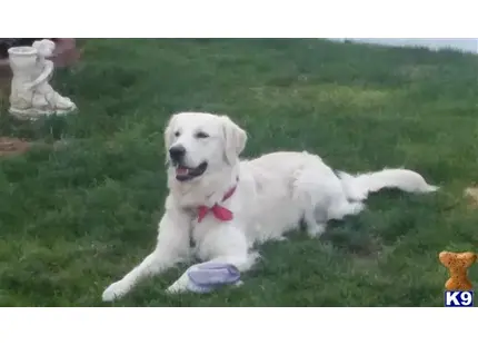 a white golden retriever dog lying in the grass