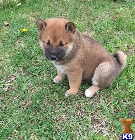 Shiba Inu puppy for sale