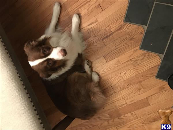 a australian shepherd dog standing on its hind legs