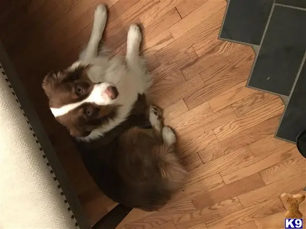 Australian Shepherd stud dog