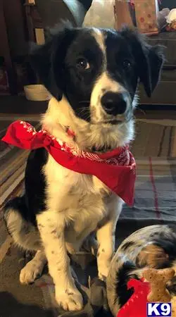 Border Collie stud dog