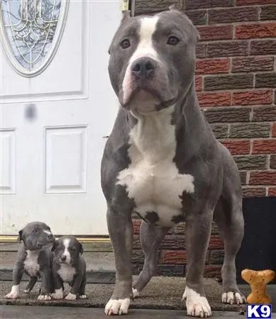 American Pit Bull