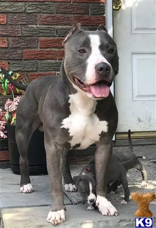 American Pit Bull stud dog