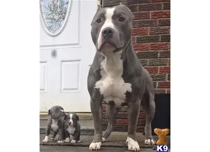 American Pit Bull