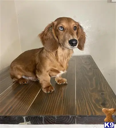 Dachshund stud dog