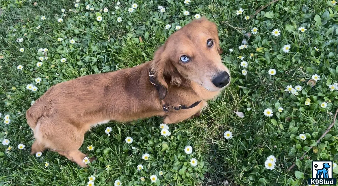 Dachshund stud dog