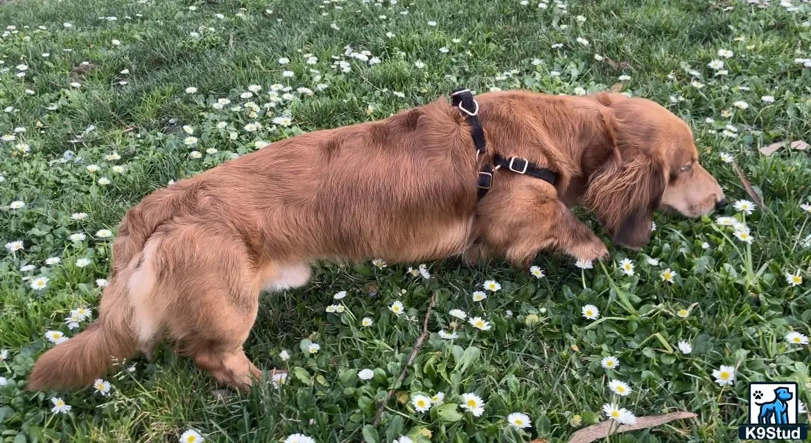 Dachshund stud dog