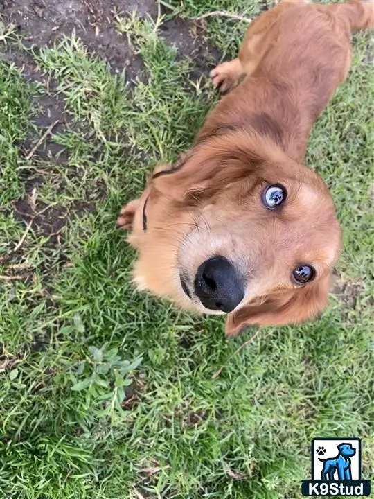 Dachshund stud dog