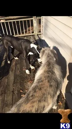 Irish Wolfhound stud dog