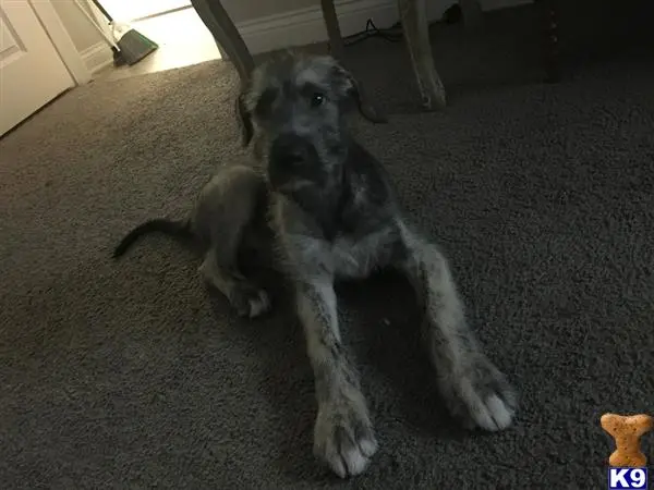 Irish Wolfhound stud dog