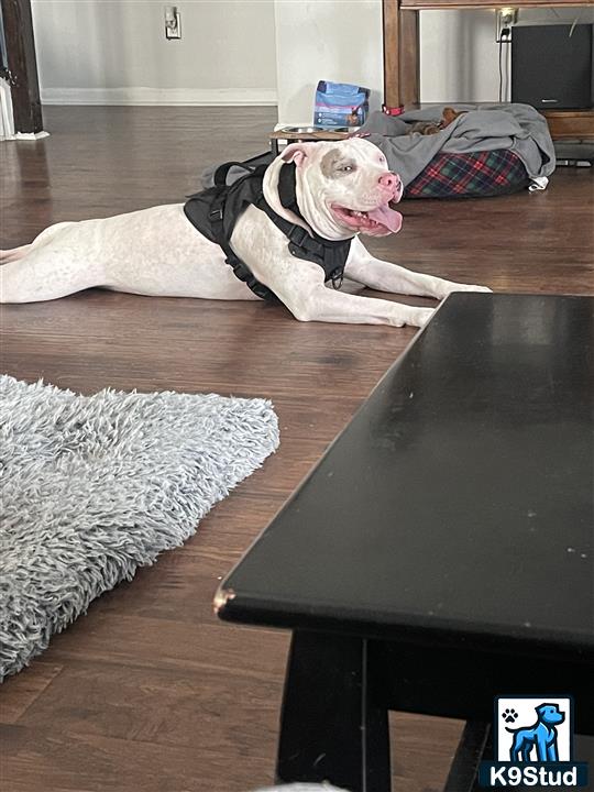 a american pit bull dog lying on a couch