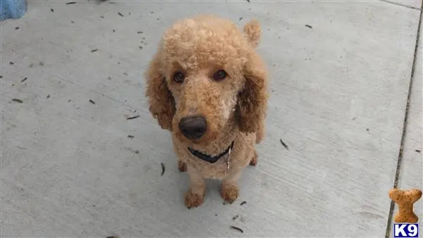 Golden Retriever female dog