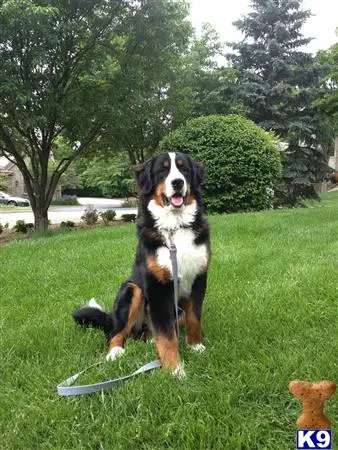 Bernese Mountain Dog