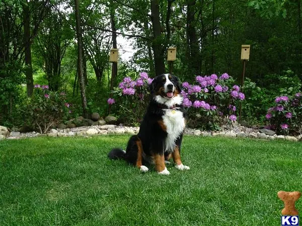 Bernese Mountain Dog stud dog