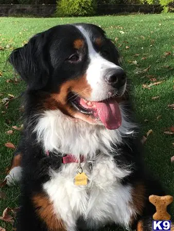 Bernese Mountain Dog stud dog