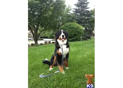 Bernese Mountain Dog