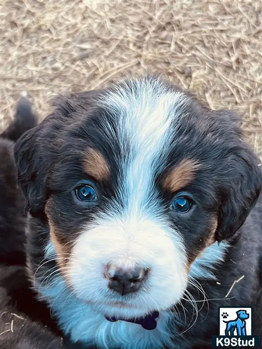 Bernese Mountain Dog puppy for sale: a bernese mountain dog dog lying on the ground