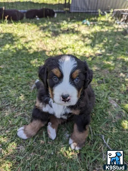 Bernese Mountain Dog puppy for sale: a bernese mountain dog dog sitting in grass