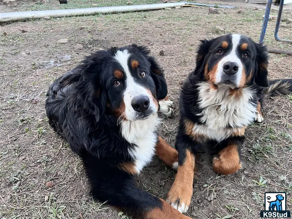 Bernese Mountain Dog puppy for sale: a group of bernese mountain dog dogs sitting on the ground