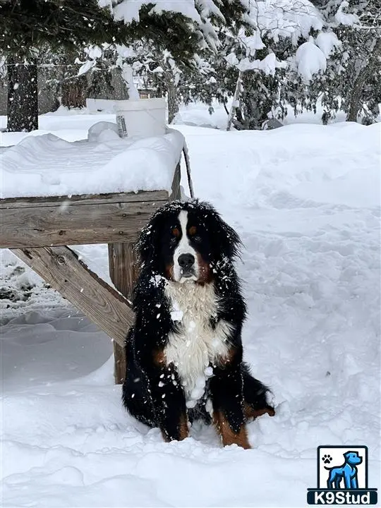 Bernese Mountain Dog stud dog: a bernese mountain dog dog standing in the snow