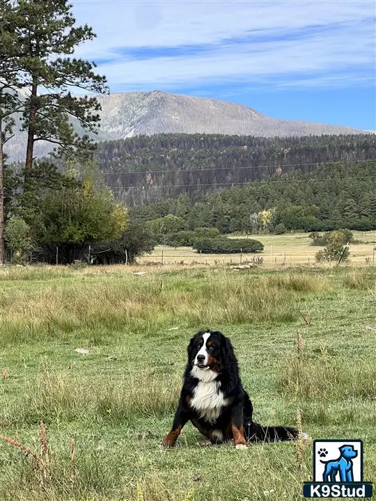 Bernese Mountain Dog stud dog: a bernese mountain dog dog sitting in a field