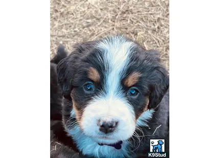 Bernese Mountain Dog puppy for sale: a bernese mountain dog dog lying on the ground