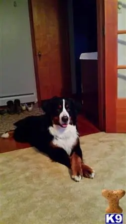 Bernese Mountain Dog stud dog