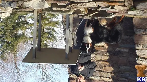 Bernese Mountain Dog stud dog