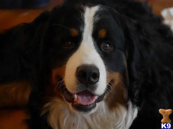 Bernese Mountain Dog