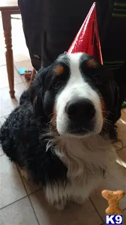 Bernese Mountain Dog stud dog