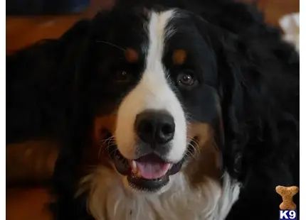 Bernese Mountain Dog