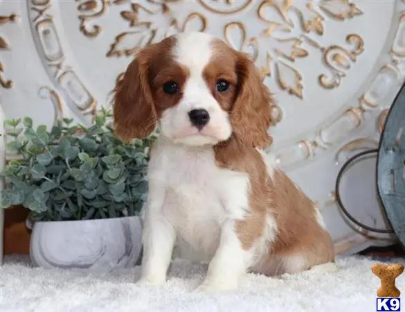 Cavalier King Charles Spaniel