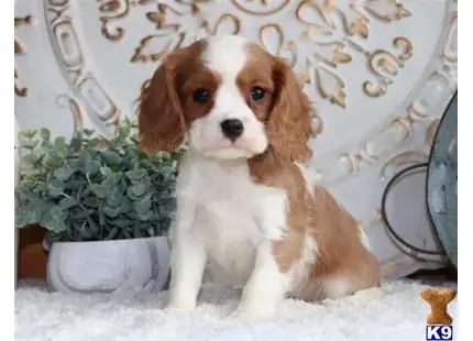 Cavalier King Charles Spaniel