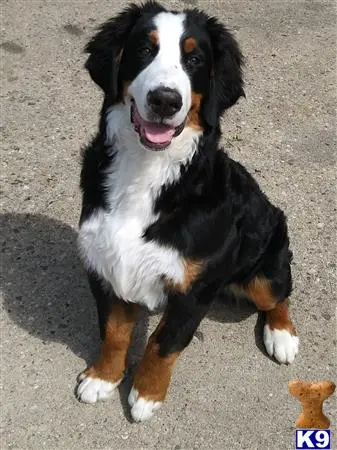 Bernese Mountain Dog stud dog