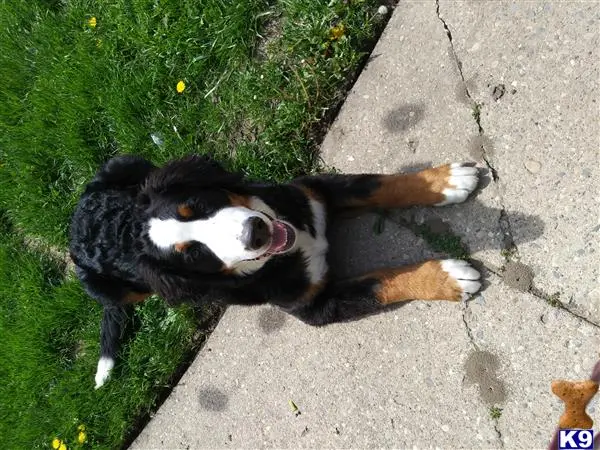 Bernese Mountain Dog stud dog