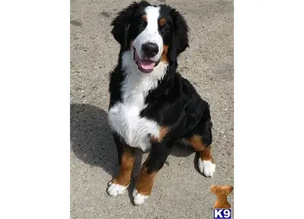 Bernese Mountain Dog