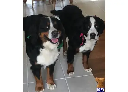 Bernese Mountain Dog