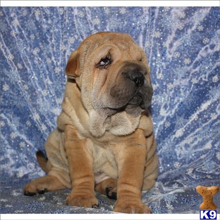 Chinese Shar Pei Puppy For Sale Gorgeous Wrinkled Chinese Sharpie