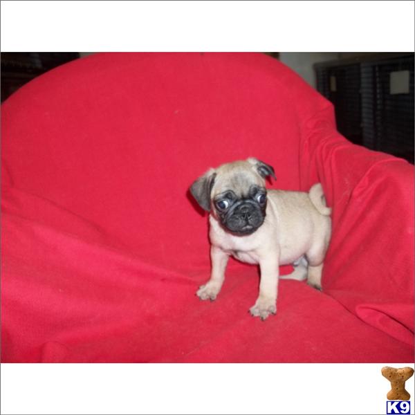 akc pug price pug puppy for sale gorgeou pug akc priced from 549 plus call 305 29 5 years akc pug price pug puppy for sale gorgeou pug akc priced from 549 plus call 305 29 5 years